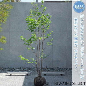 植木 盆栽 ヒメシャラ 株立ち」の人気商品一覧 | 安い商品を通販サイト 
