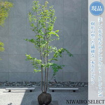 楽天市場】ヒメシャラ株立の通販