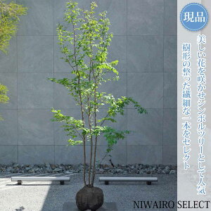 植木 盆栽 ヒメシャラ 株立ち」の人気商品一覧 | 安い商品を通販サイト 
