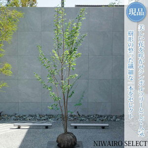 植木 盆栽 ヒメシャラ 株立ち」の人気商品一覧 | 安い商品を通販サイト 