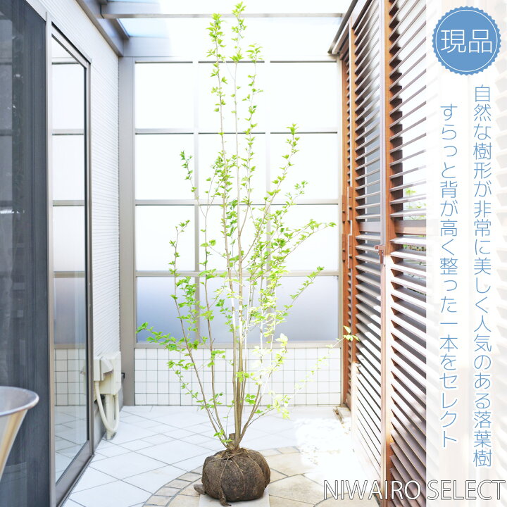 楽天市場】【アオハダ】 モチノキ 株立ち 自然樹形 樹高H≒195 × 枝張W 