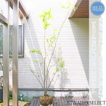 楽天市場】アオハダ シンボルツリー（植木｜ガーデニング・農業）：花 