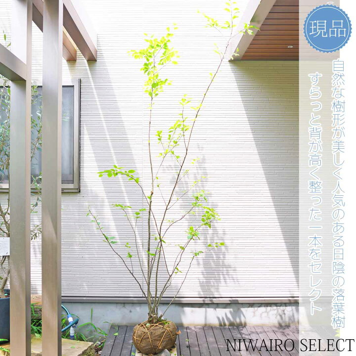 楽天市場】【現品】【アオハダ】モチノキ 株立ち 自然風樹形 樹高H 