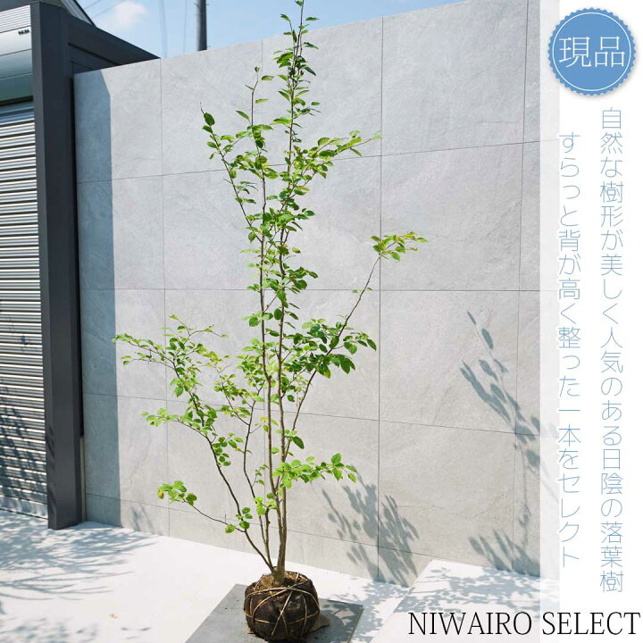 Amazon | 【木曜日発送】アオハダ 株立 樹高2.5m前後 | 植木 現品発送 