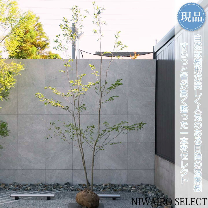 楽天市場】【現品】山採り【アオハダ】モチノキ 株立ち 自然風樹形 