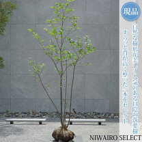 楽天市場】庭木 モチノキの通販