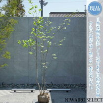 楽天市場】アオハダ 株立ち（ガーデニング・農業｜花・ガーデン・DIY 