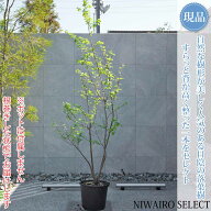 【現品】【アオハダ】モチノキ 株立ち 自然風樹形　樹高H≒250 × 枝張W≒100cm　高木 落葉樹 シンボルツ…