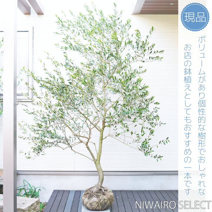 楽天市場】【オリーブ】 ミッション 自然樹形 樹高H≒200 × 枝張W 