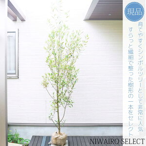 yizyI[u̖؁zqiJ[ R`@H250 × }W80cm@ Ύ V{c[ A   A a m K[fjO yz
