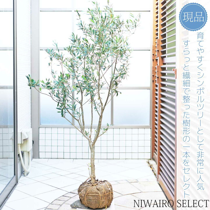 楽天市場】【オリーブの木】 チプレッシーノ 自然樹形 樹高H≒145 × 枝 