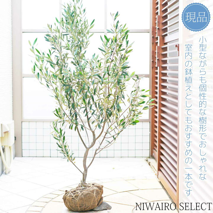 楽天市場】【オリーブの木】 チプレッシーノ 自然樹形 樹高H≒125 × 枝 