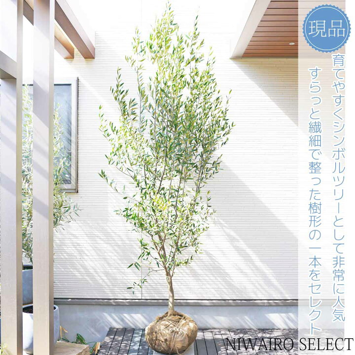 楽天市場】【オリーブの木】ヒナカゼ 自然風樹形 樹高H≒230 × 枝張W 