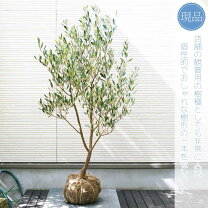 楽天市場】オリーブ 樹形の通販