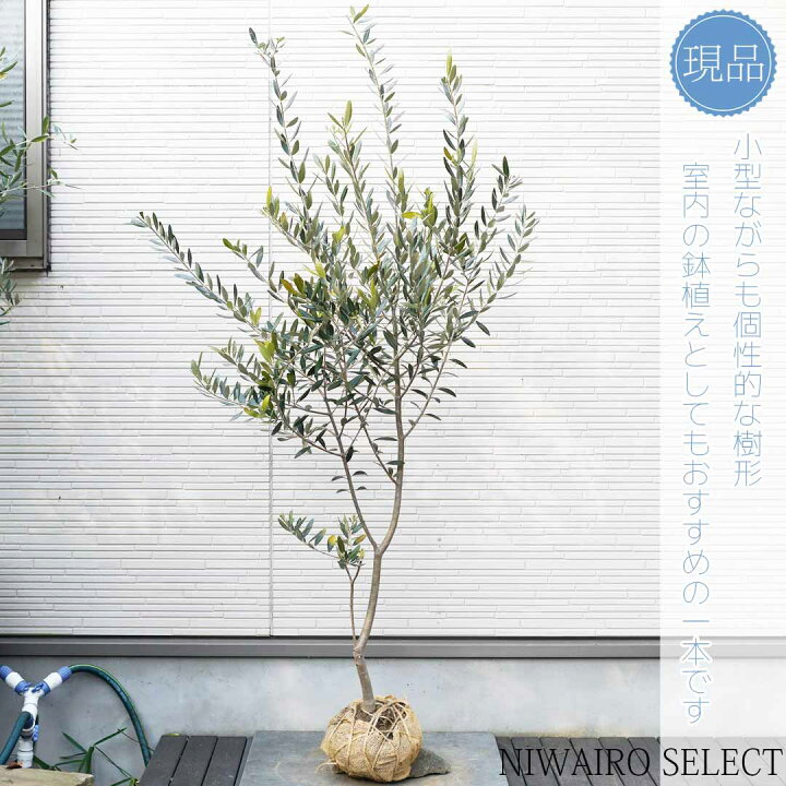 楽天市場】【現品】【オリーブの木】レッチーノ 自然風樹形 樹高H≒155 