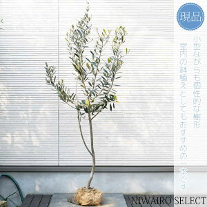 yizyI[u̖؁zb`[m R`@H145 × }W60cm@ Ύ V{c[ A   A a m K[fjO yz