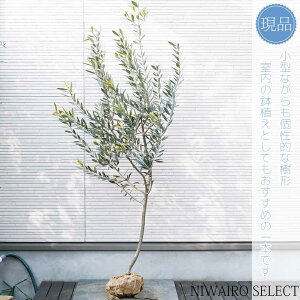 yizyI[u̖؁zb`[m R`@H155 × }W70cm@ Ύ V{c[ A   A a m K[fjO yz
