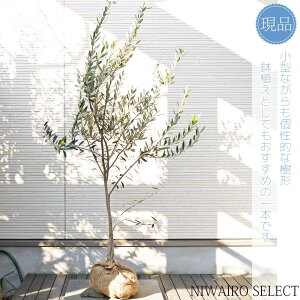 yizyI[u̖؁zb`[m R`@H160 × }W90cm@ Ύ V{c[ A   A a m K[fjO yz