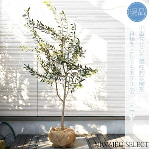 yizyI[u̖؁zb`[m R`@H145 × }W80cm@ Ύ V{c[ A   A a m K[fjO yz