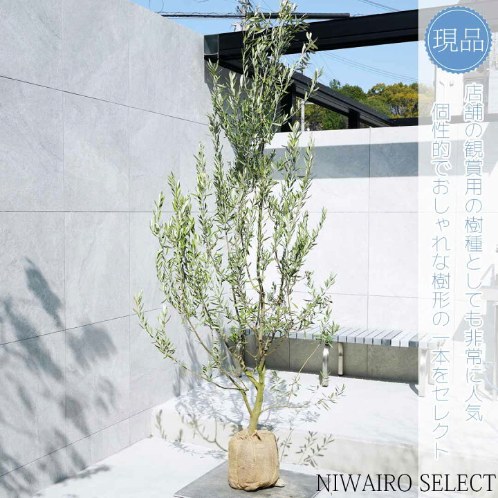 現品》オリーブの木 シプレシーノ 樹高1.4m（根鉢含まず）133【苗木  