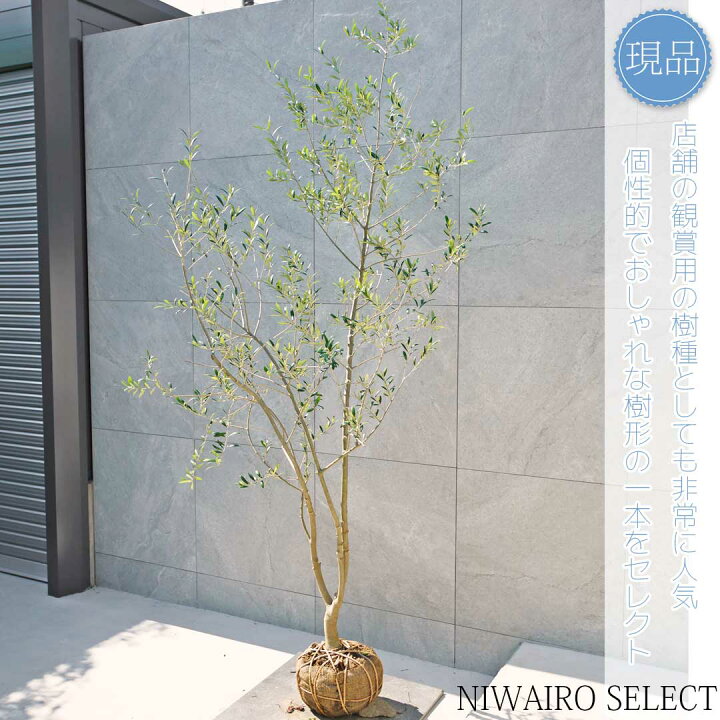 楽天市場】【現品】【オリーブの木】アルベキナ 自然風樹形 樹高H≒215 