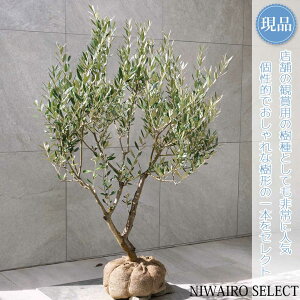 yizyI[u̖؁z~bV R`@H115 × }W80cm@ Ύ V{c[ A   A a m K[fjO yz