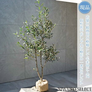 【現品】【オリーブの木】ヒナカゼ ひなかぜ 自然風樹形 樹高H≒140 × 枝張W≒80cm 高木 常緑樹 シンボルツリー 植木 庭木 樹木 植栽 和風 洋風 ガーデニング おしゃれ【送料無料】