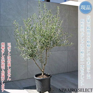 yizyI[u̖؁zlofBuR R`@H135 × }W90cm@ Ύ V{c[ A   A a m K[fjO yz