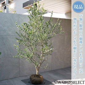 【現品】【オリーブの木】ネバディロブランコ 本株立ち 自然風樹形　樹高H≒195 × 枝張W≒120cm　高木 常緑樹 シンボルツリー 植木 庭木 樹木 植栽 和風 洋風 ガーデニング おしゃれ【送料無料】