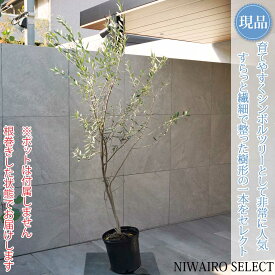 【現品】【オリーブの木】レッチーノ 自然風樹形　樹高H≒185 × 枝張W≒100cm　高木 常緑樹 シンボルツリー 植木 庭木 樹木 植栽 和風 洋風 ガーデニング おしゃれ【送料無料】