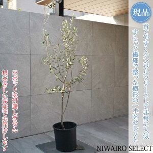 yizyI[u̖؁zb`[m R`@H160 × }W60cm@ Ύ V{c[ A   A a m K[fjO yz