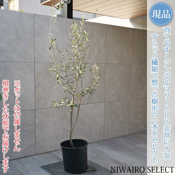 楽天市場】【現品】【オリーブの木】レッチーノ 自然風樹形 樹高H≒160 