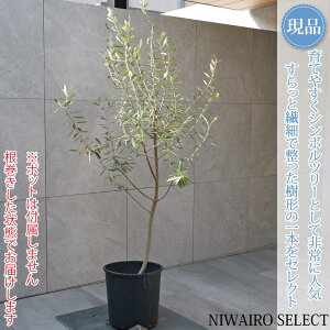 yizyI[u̖؁zb`[m R`@H150 × }W80cm@ Ύ V{c[ A   A a m K[fjO yz