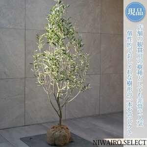 yizyI[u̖؁z`vbV[mVvbV[m R`@H135 × }W60cm@ Ύ V{c[ A   A a m K[fjO y