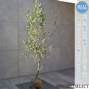 yizyI[u̖؁z`vbV[mVvbV[m R`@H140 × }W60cm@ Ύ V{c[ A   A a m K[fjO y