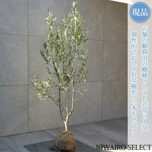 yizyI[u̖؁z`vbV[mVvbV[m R`@H130 × }W60cm@ Ύ V{c[ A   A a m K[fjO y