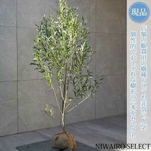 yizyI[u̖؁z`vbV[mVvbV[m R`@H130 × }W60cm@ Ύ V{c[ A   A a m K[fjO y