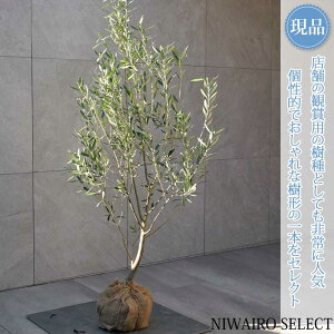 yizyI[u̖؁z`vbV[mVvbV[m R`@H130 × }W65cm@ Ύ V{c[ A   A a m K[fjO y