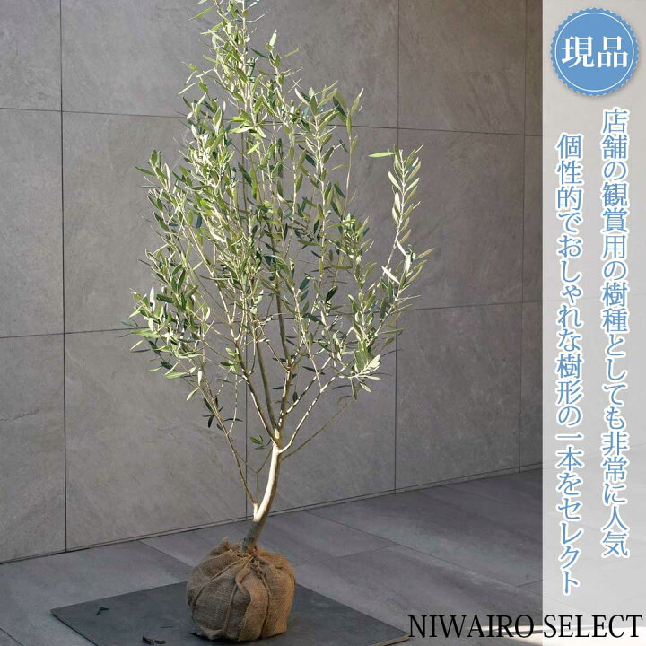 楽天市場】【現品】【オリーブの木】チプレッシーノ＝シプレッシーノ 