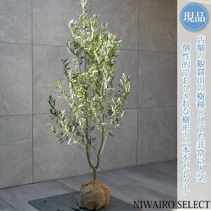 yizyI[u̖؁z`vbV[mVvbV[m R`@H140 × }W60cm@ Ύ V{c[ A   A a m K[fjO y