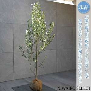 yizyI[u̖؁z`vbV[mVvbV[m R`@H135 × }W60cm@ Ύ V{c[ A   A a m K[fjO y