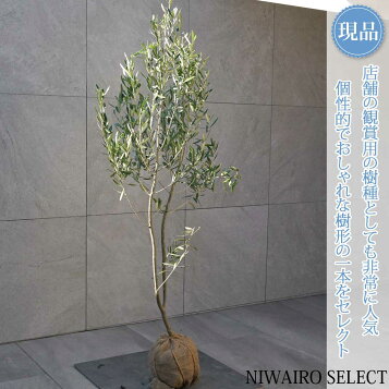 楽天市場】【現品発送】オリーブの木 樹高1.6-1.9m(鉢底から）8号 