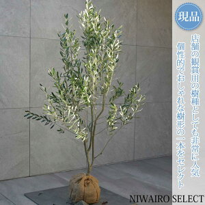 yizyI[u̖؁z`vbV[mVvbV[m R`@H130 × }W80cm@ Ύ V{c[ A   A a m K[fjO y