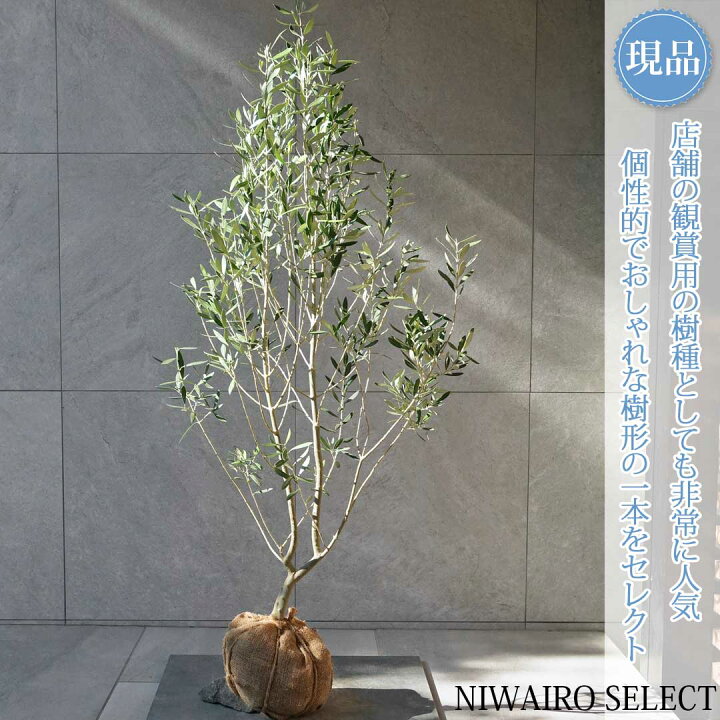 楽天市場】【現品】【オリーブの木】チプレッシーノ＝シプレッシーノ 
