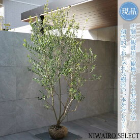 【現品】【オリーブの木】ミッション 本株立ち 自然風樹形　樹高H≒205 × 枝張W≒120cm　高木 常緑樹 シンボルツリー 植木 庭木 樹木 植栽 和風 洋風 ガーデニング おしゃれ【送料無料】