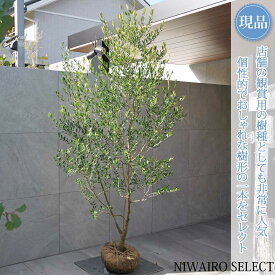 【現品】【オリーブの木】ネバディロブランコ 自然風樹形　樹高H≒220 × 枝張W≒110cm　高木 常緑樹 シンボルツリー 植木 庭木 樹木 植栽 和風 洋風 ガーデニング おしゃれ【送料無料】
