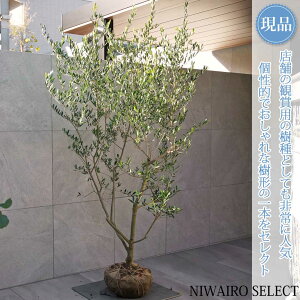 yizyI[u̖؁zbJ R`@H210 × }W110cm@ Ύ V{c[ A   A a m K[fjO yz