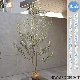 【現品】【オリーブの木】レッチーノ 自然風樹形　樹高H≒190 × 枝張W≒100cm　高木 常緑樹 シンボルツリー 植木 庭木 樹木 植栽 和風 洋風 ガーデニング おしゃれ【送料無料】
