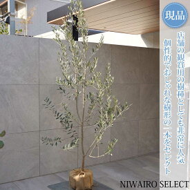 【現品】【オリーブの木】レッチーノ 自然風樹形　樹高H≒200 × 枝張W≒90cm　高木 常緑樹 シンボルツリー 植木 庭木 樹木 植栽 和風 洋風 ガーデニング おしゃれ【送料無料】
