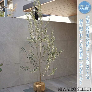 オリーブ レッチーノ」の人気商品一覧 | 安い商品を通販サイトから探す 